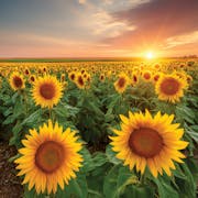 Sunflower Path